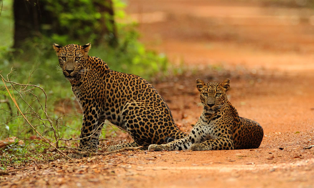 Wilpattu National Park